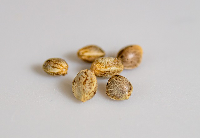 Indica Seed